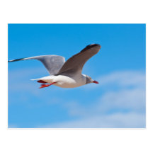 Seagull Postcard
