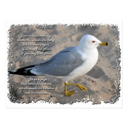 Seagull Postcard