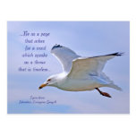 Seagull Postcard