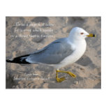 Seagull Postcard