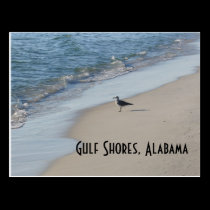 Seagull Postcard postcards