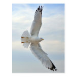 Seagull Postcard