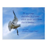 Seagull Postcard