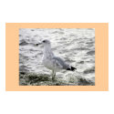 SEAGULL posters