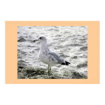 SEAGULL posters by anaisacolon SEAGULL posters
