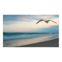 Seagull posters