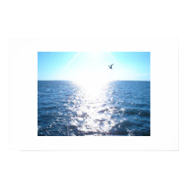 Seagull posters by jpettibo Seagull posters