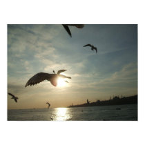 seagull posters by mekmelih seagull posters