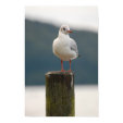 Seagull Seagull