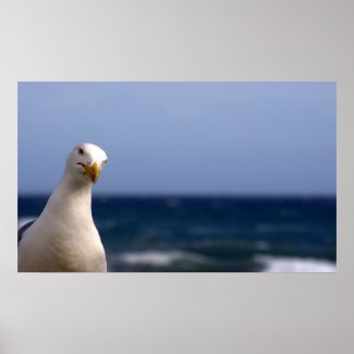 Seagull Poster