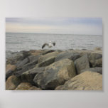 Seagull Print