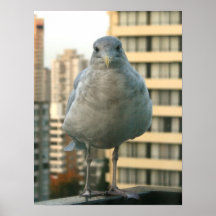 Seagull Poster