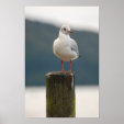 Seagull Posters