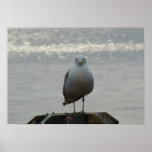 Seagull posters