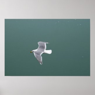 Seagull Poster 1 print
