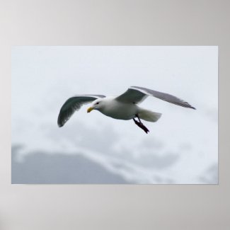 Seagull Poster 2 print