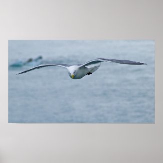 Seagull Poster 3 print