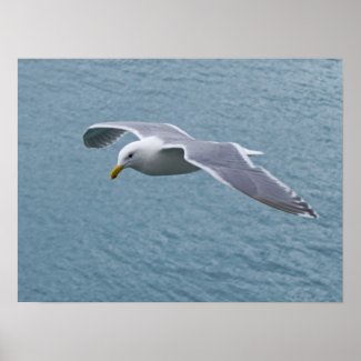 Seagull Poster 5 print