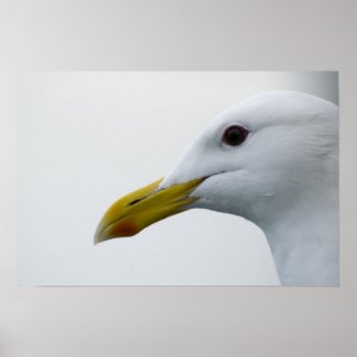 Seagull Poster 6 print