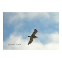 Seagull Posters