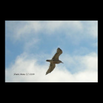 Seagull posters