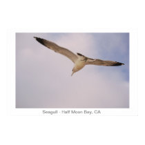 Seagull posters