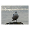 Seagull posters by Accidentalphoto Seagull posters