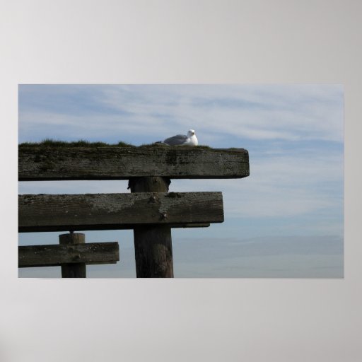 Seagull-Print