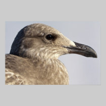 Seagull Profile fine art print posters