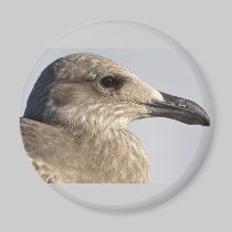 Seagull Profile magnets