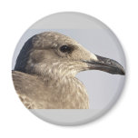 Seagull Profile magnets