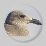 Seagull Profile magnets