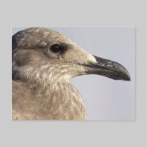 Seagull Profile postcards