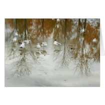 Seagull Reflections cards