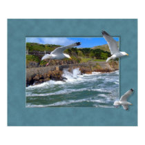 Seagull Scape posters by jlcst Seagull Scape posters