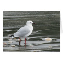 Seagull & Shells Greeting Card