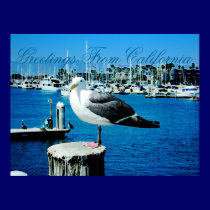 Seagull Shores posters