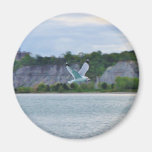 Seagull soaring across the lake magnet