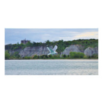 Seagull soaring across the lake photo card template
