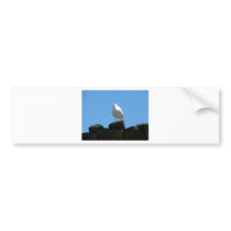Seagull Standing On Dock bumper stickers