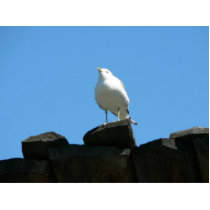 Seagull Standing On Dock Cut Outs