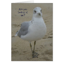 Seagull Stare Card