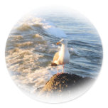 Seagull Sticker