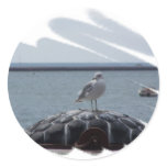 seagull stickers