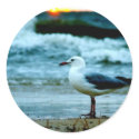 seagull stickers
