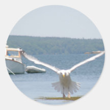 Seagull Sticker