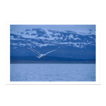 Seagull The Norwegian Flight To Freedom Poster posters