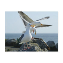 Seagull Trio postcards by deegolden Seagull Trio postcards