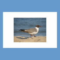 Seagull Walk posters