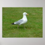 Seagull walking in the Park Print
